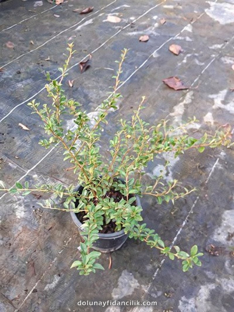 Dağ Muşmulası (Cotoneaster dammeri)