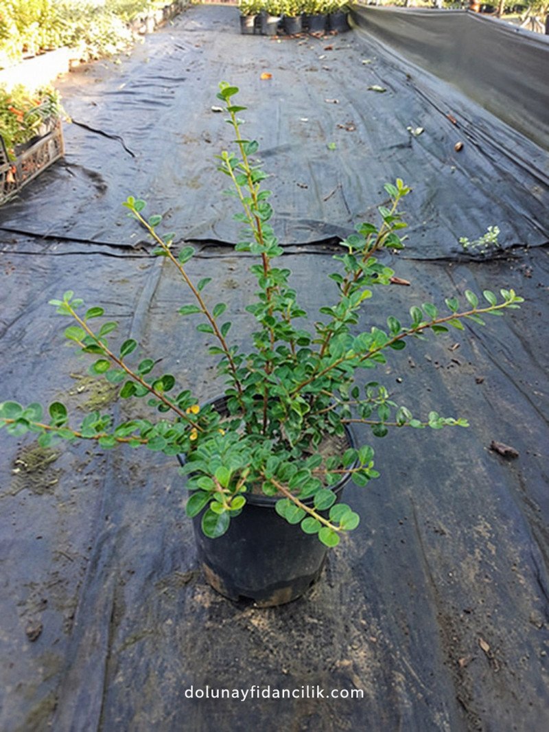 Yayılıcı Dağ Muşmulası (Cotoneaster horizontalis)