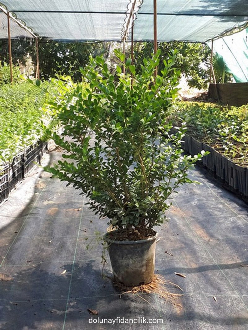 Şimşir (Buxus sempervirens Rotundifolia)