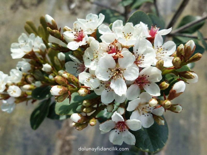 Hint Alıcı (Rhaphiolepis indica)