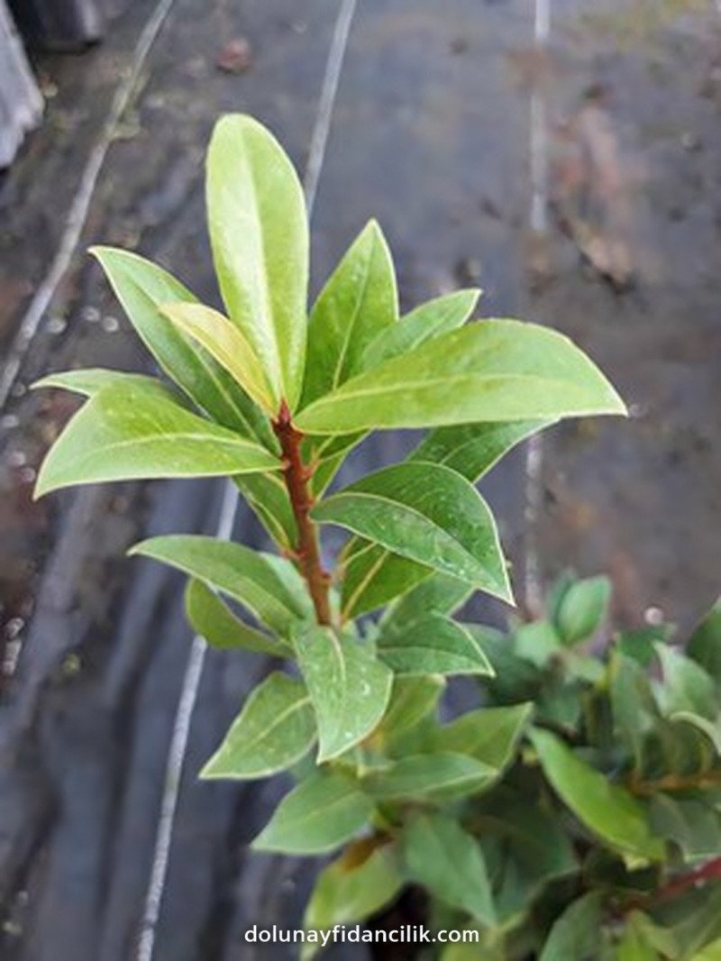 Defne (Laurus nobilis)