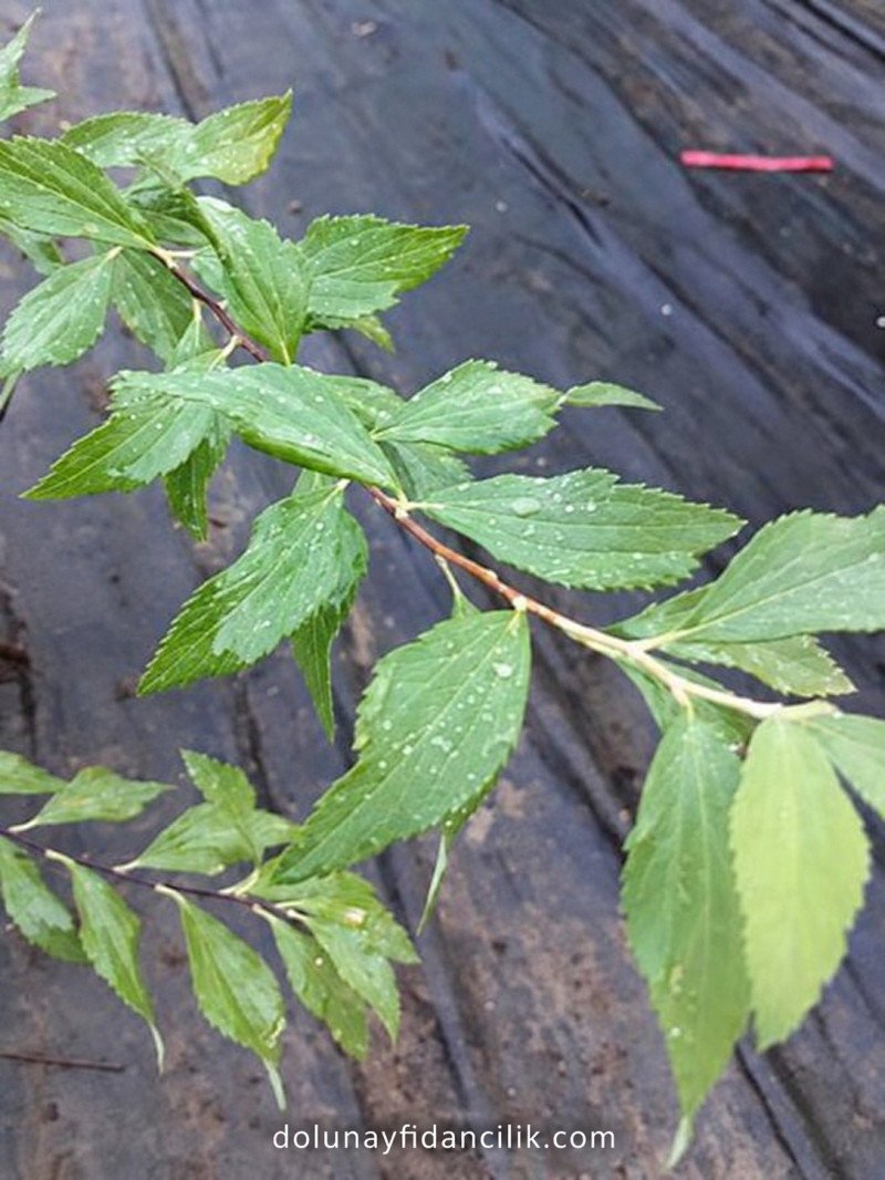 Beyaz Çiçekli Keçi Sakalı (Spiraea vanhouttei)