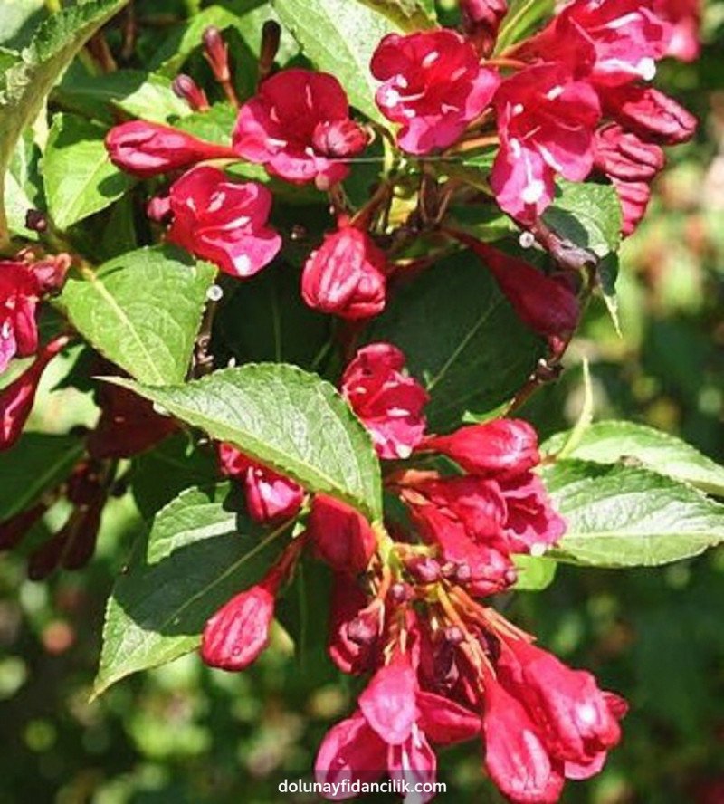 Kırmızı Gelin Tacı (Weigela florida Newport Red)