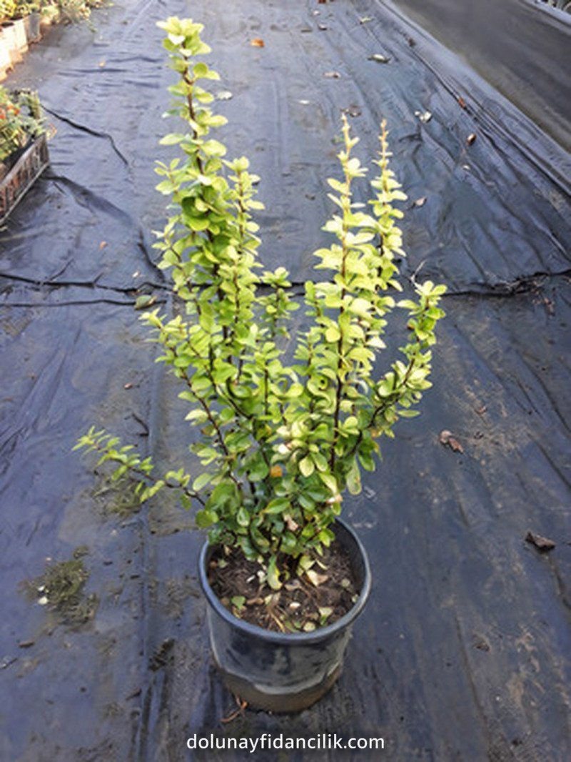 Maria Berberis (Berberis thunbergii Maria)